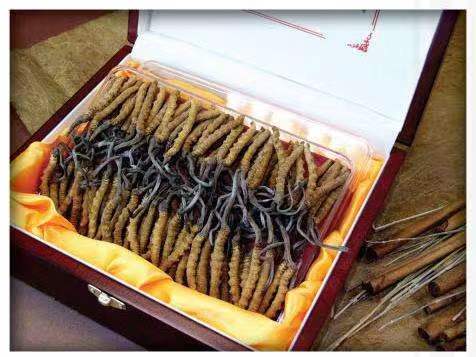 横沥镇冬虫夏草回收